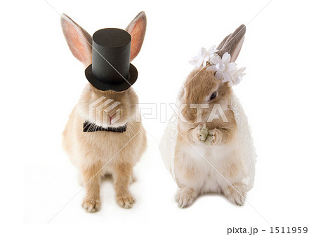 子兎全身花嫁花婿スタイル 1511959