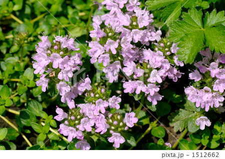 イブキジャコウソウ 1512662