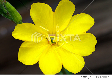 待宵草の花 1512667