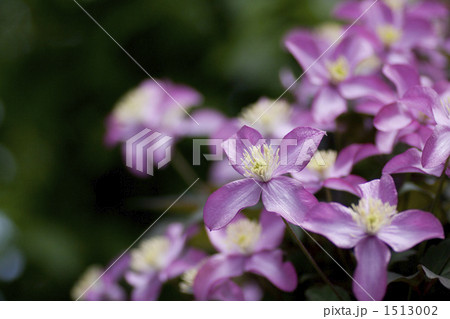 クレマチス クレマチス 1513002