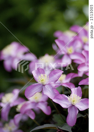 クレマチス 1513005