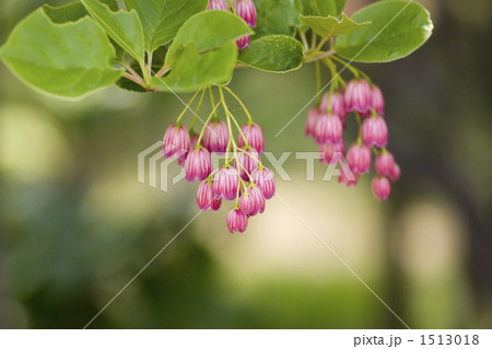 サラサドウダン 1513018