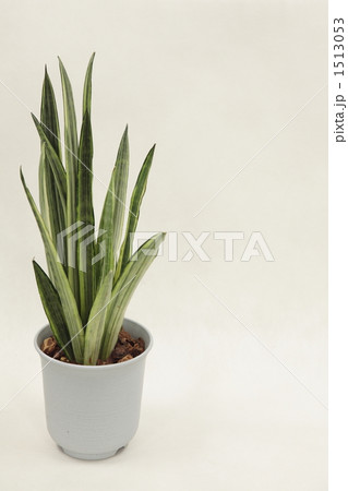 サンスベリア・パンテルス・センセーション 1513053