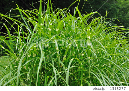 植物 タカノハススキ イネ科の写真素材