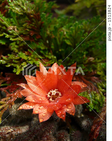 白壇の花 白壇の花 1513824