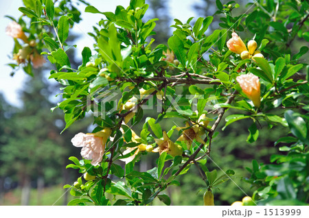 樹木・ザクロ　ざくろ科 1513999