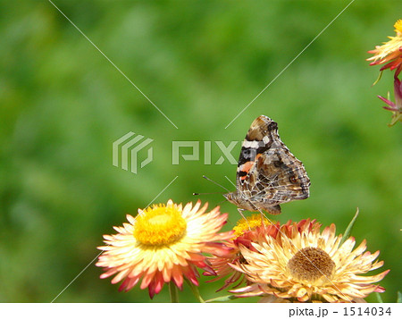 タテハチョウの吸蜜 1514034