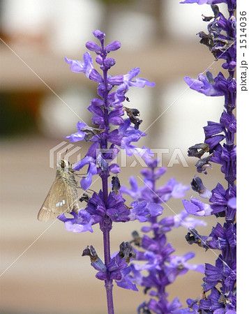 アジュガとセセリチョウ 1514036