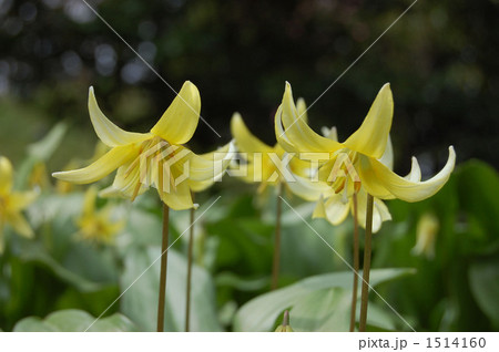 黄色いカタクリの花 1514160