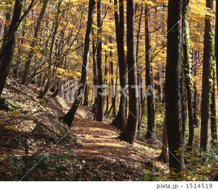 秋の遊歩道 1514519