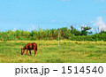 のんびり馬 1514540