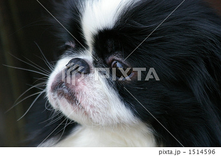 真剣な表情 真剣な表情 1514596