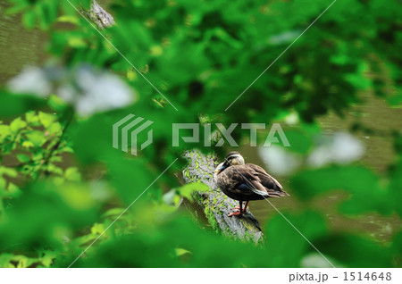 紫陽花の間からのカモ 1514648