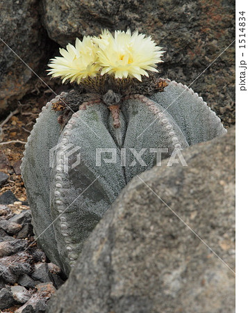 花咲くランポウギョク 花咲くランポウギョク 1514834