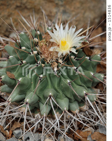 花咲くテロカクツス・ロフォテレ 1514836