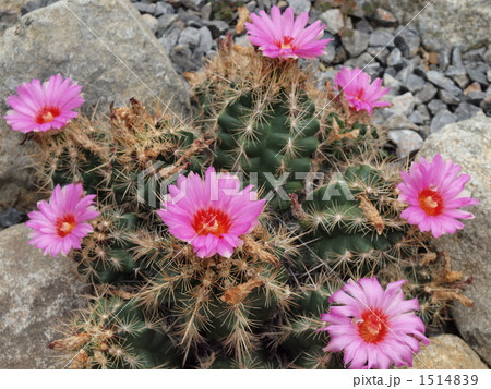 花咲くテロカクツス・ビコロル 花咲くテロカクツス・ビコロル 1514839