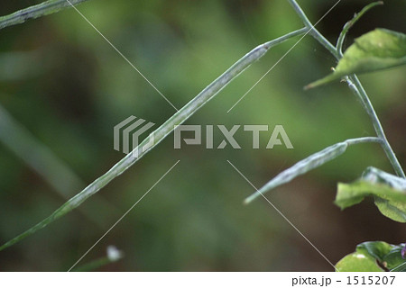 野草の豆果 1515207