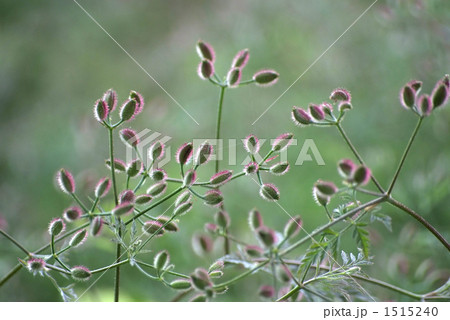 ヤブジラミの蕾 1515240