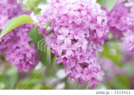 ライラック 1515411