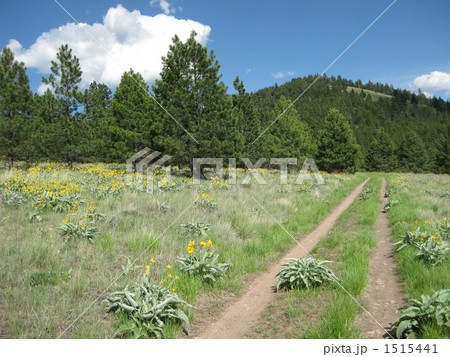 マウント・センティネルのハイキングトレイルから マウント・センティネルのハイキングトレイルから 1515441