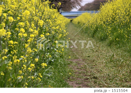 花道　２ 1515504