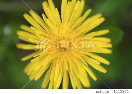 タンポポ タンポポ 1515565