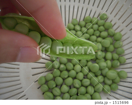 エンドウ豆　鞘から取り出す 1515696