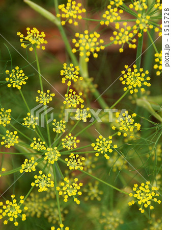 フェンネルの花 1515728