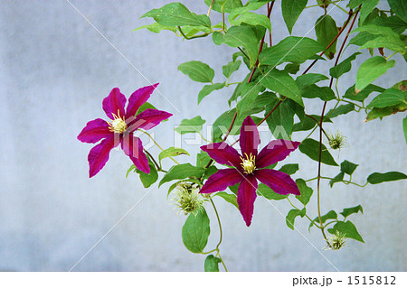 鉄線花の写真素材 鉄線花の写真素材