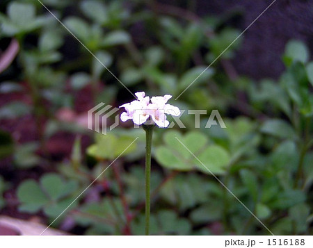 土留めの壁を飾るイワダレソウの花 1516188