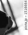 忠実 1516664