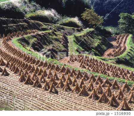 棚田秋景 棚田秋景 1516930
