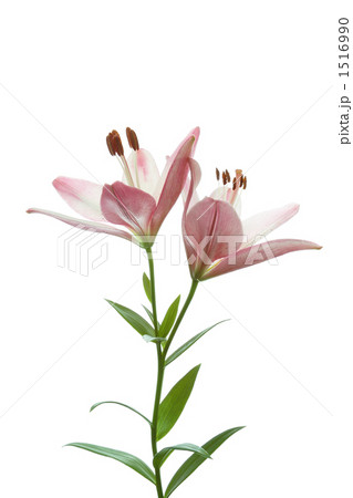 桃色の百合 1516990