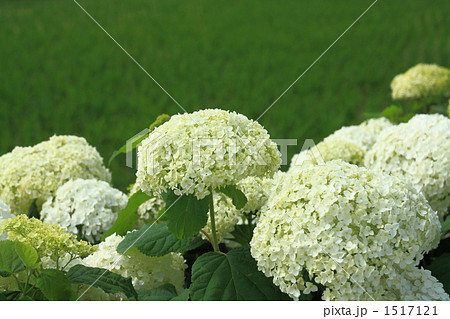 茶畑と紫陽花～２ 1517121