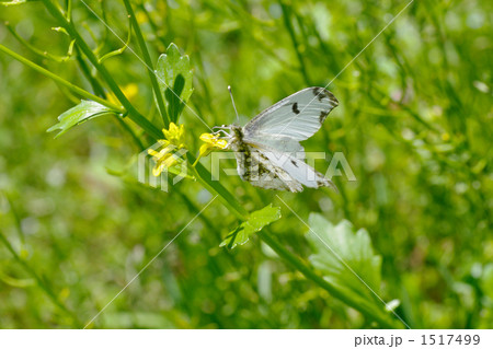 ツマキチョウ♀ ツマキチョウ♀ 1517499