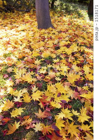 たくさんの落ち葉 たくさんの落ち葉 1518171