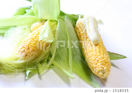 子持ちのトウモロコシ 子持ちのトウモロコシ 1518335