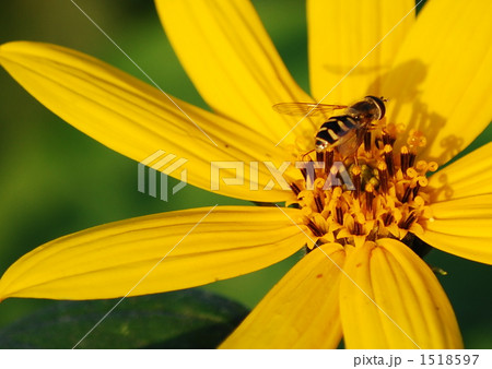 黄色の花と花虻 1518597