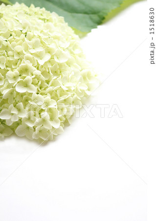 アジサイ　グリーン 1518630