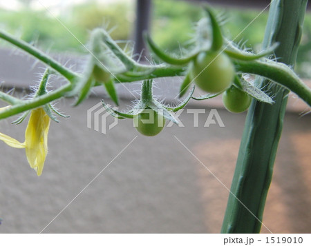 トマトの花と実 1519010