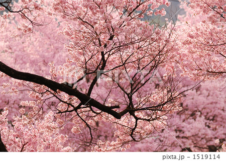 高遠城址公園の桜 1519114