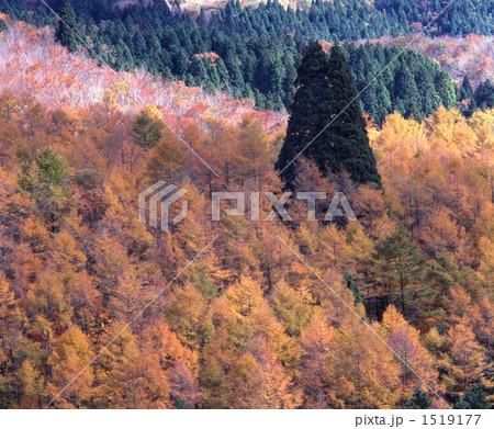 秋の六本杉 1519177