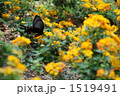 蝶のご馳走 1519491