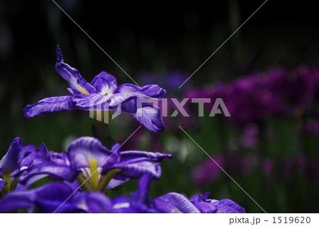 花菖蒲 花菖蒲 1519620