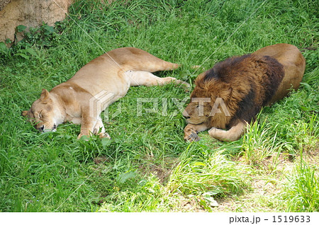 ライオンの昼寝 ライオンの昼寝 1519633