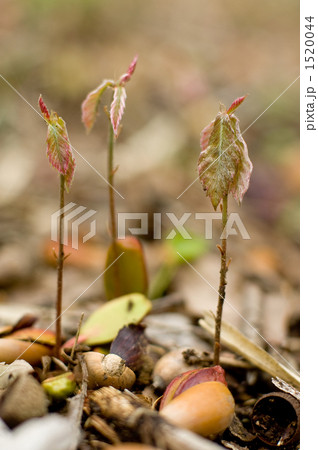 コナラの発芽 コナラの発芽 1520044