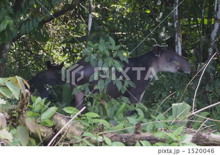 バクの親子 バクの親子 1520046