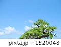 松と青空と雲 1520048