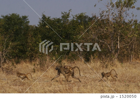 サルの家族 1520050