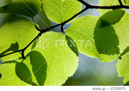 新緑 1520055